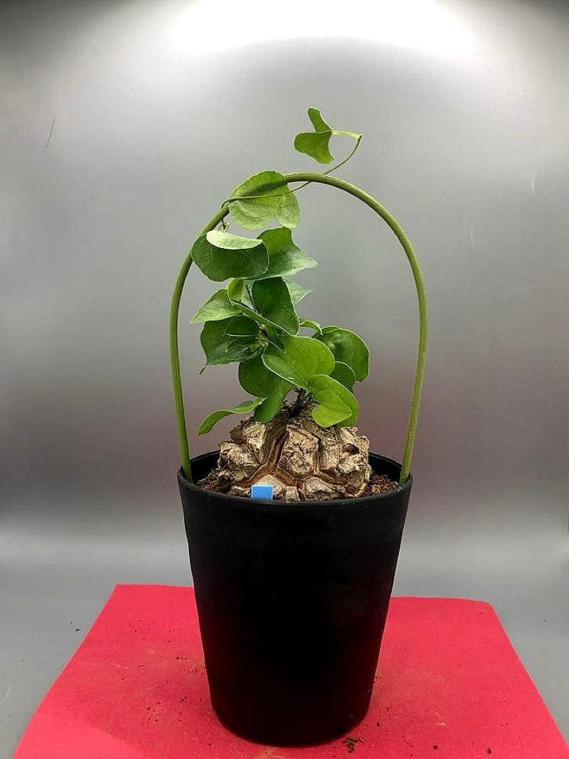 くわじろう様 リクエスト 3点 まとめ商品