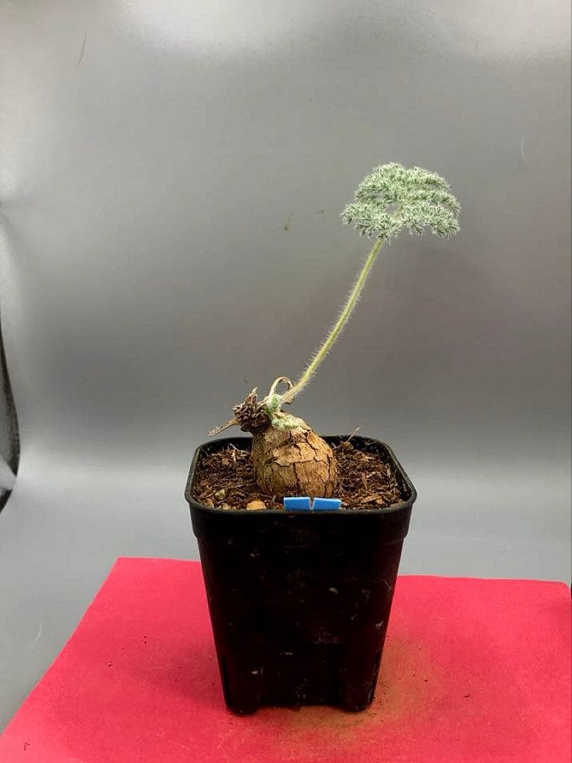 くわじろう様 リクエスト 3点 まとめ商品