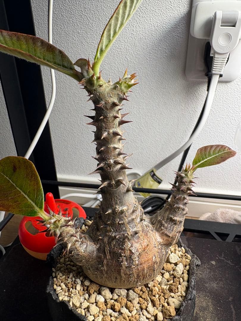 パキポディウム・ウィンゾリー 鉢付き