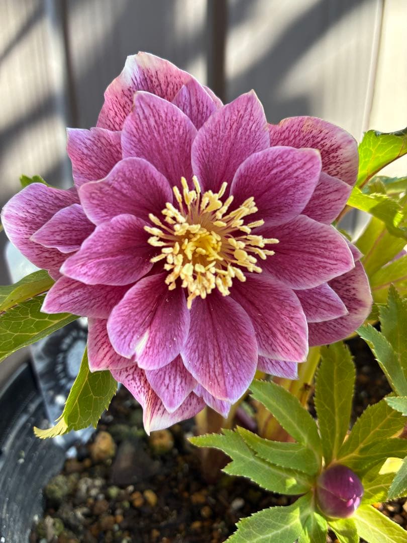 ♡広瀬園芸♡ 充実株シリーズ①DDピンク白抜け　ソレイユ系