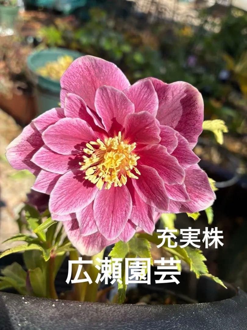 ♡広瀬園芸♡ 充実株シリーズ①DDピンク白抜け　ソレイユ系