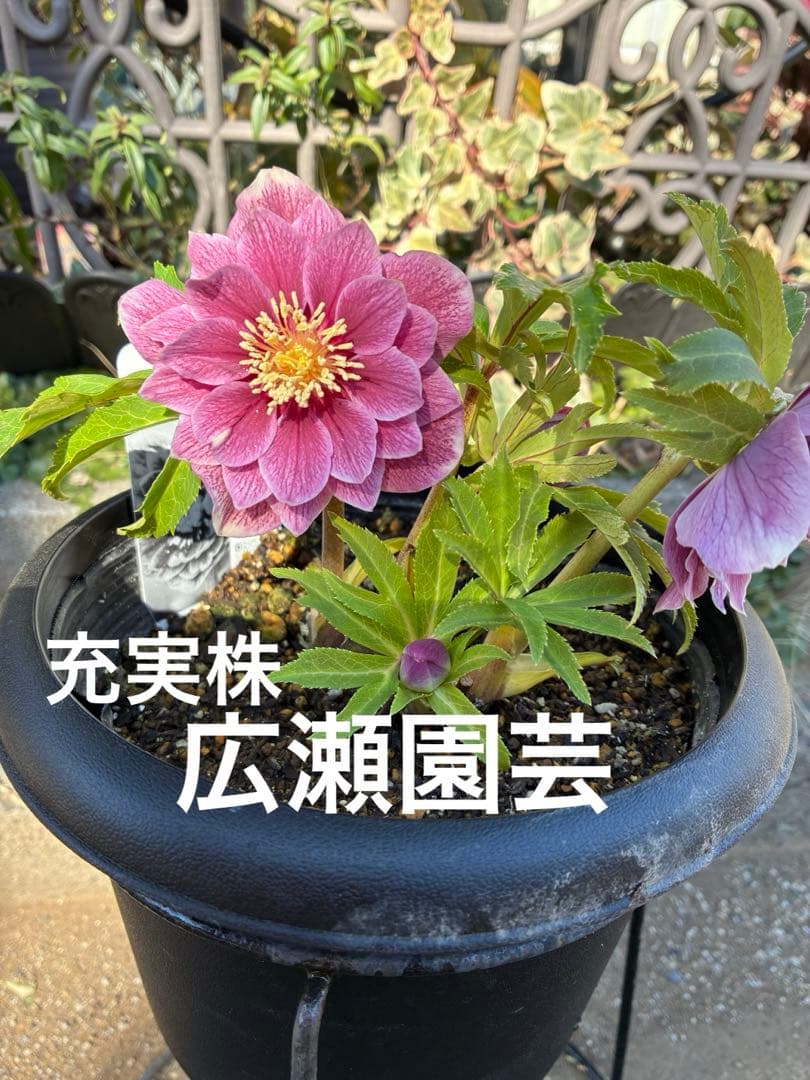 ♡広瀬園芸♡ 充実株シリーズ①DDピンク白抜け　ソレイユ系