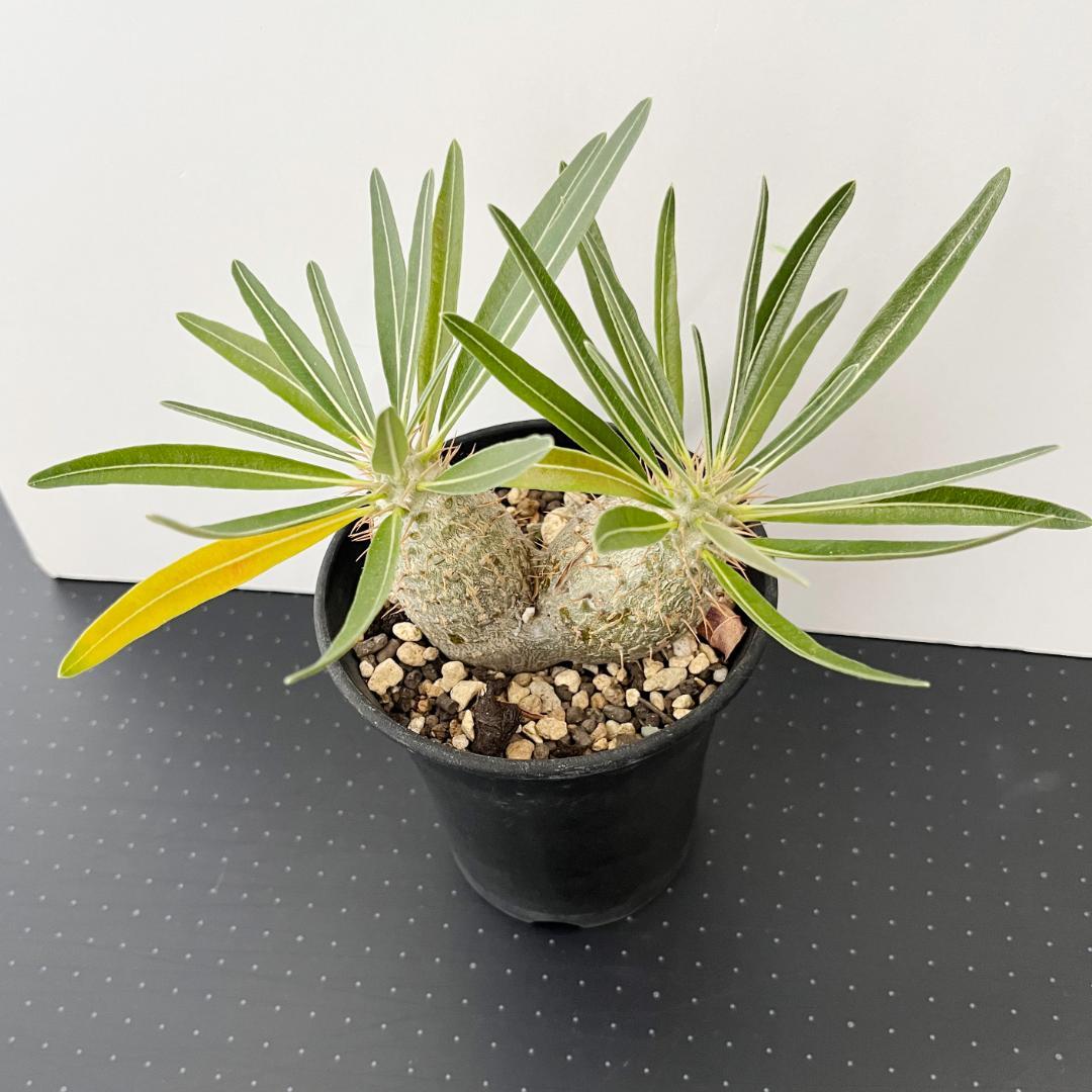 パキポディウム・グラキリス　実生株 2頭