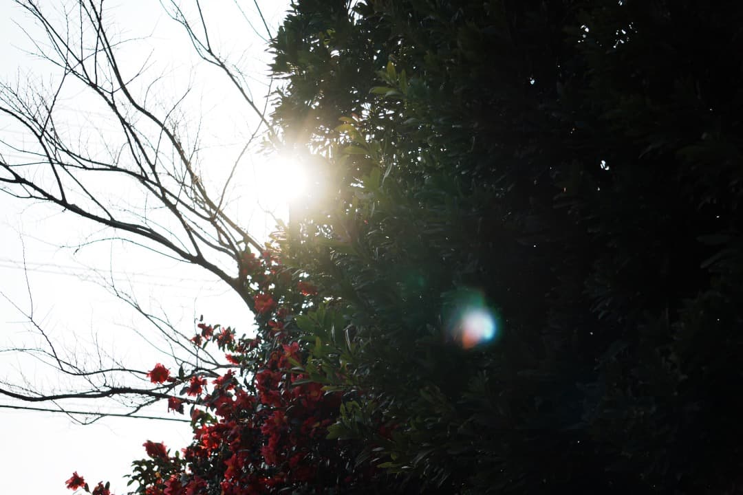 【運動会・スポーツに】SONY 望遠ズームレンズ SEL55210 183