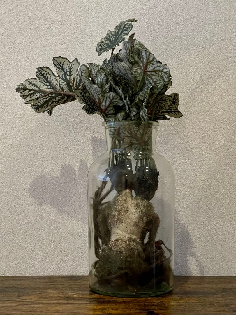 創作人形・ウーマンドレイクの標本「同じ土の記憶（Shared Soil）」