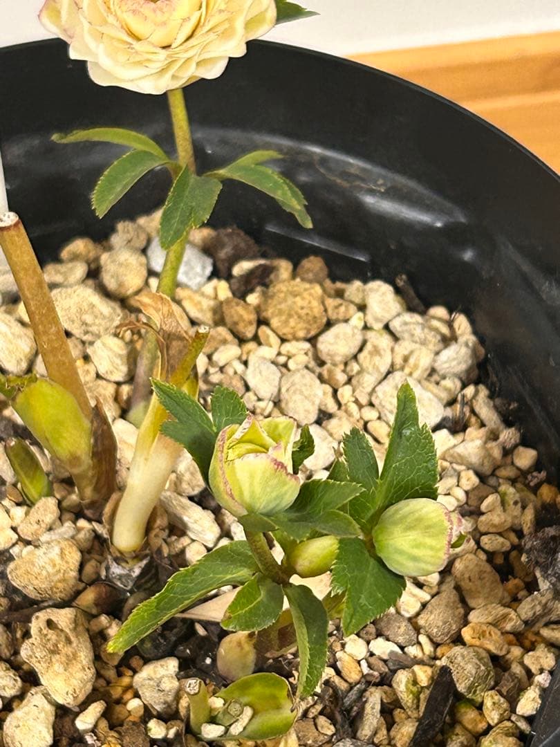 多弁ホワイトピコティフラッシュ　クリスマスローズ