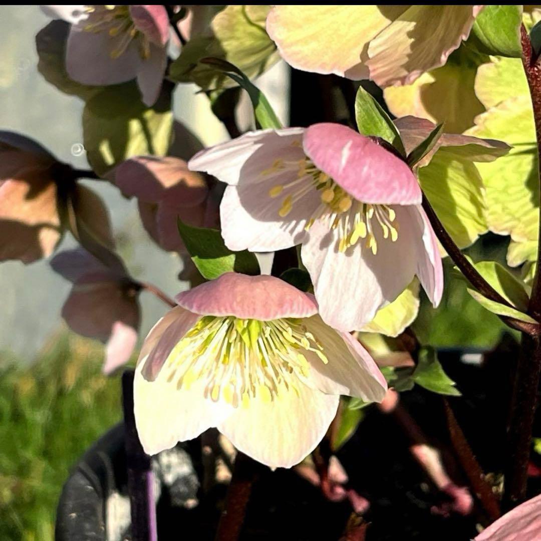 み*ー様 ☘️蕾付き☘️タグ付☘️3366⭐️BELCHERI⭐️PINK IC