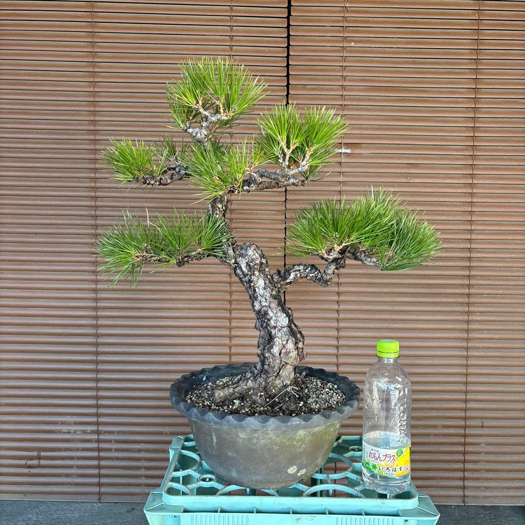 黒松盆栽