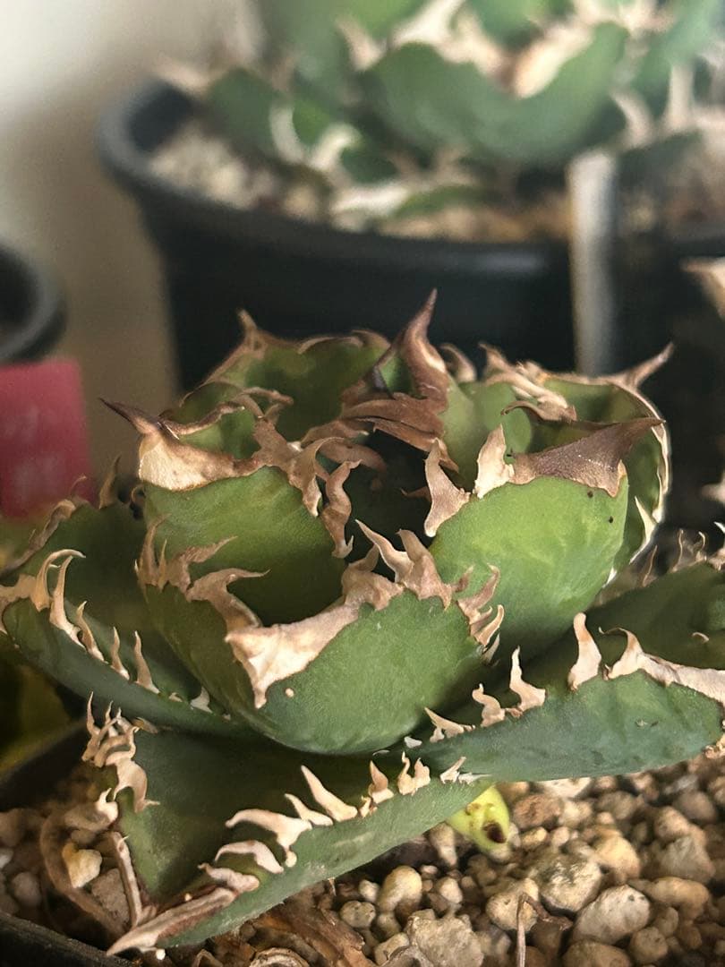 クラウン　皇冠　子株二つ付き