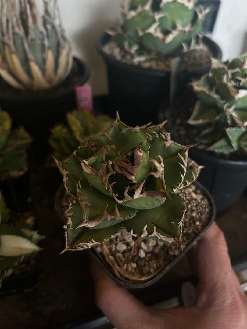 クラウン　皇冠　子株二つ付き