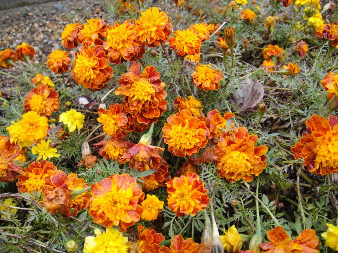 ☆動作OK SONY デジカメ DSC-T900 メモリースティック&電池付き