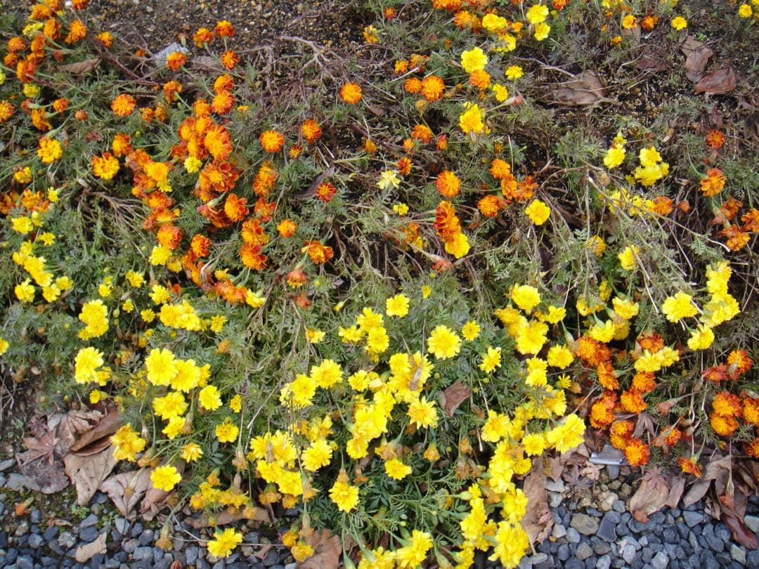 ☆動作OK SONY デジカメ DSC-T900 メモリースティック&電池付き