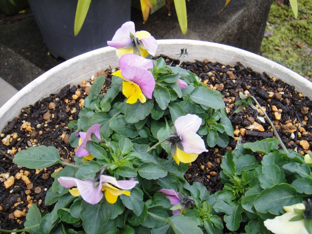 ☆動作OK SONY デジカメ DSC-T900 メモリースティック&電池付き