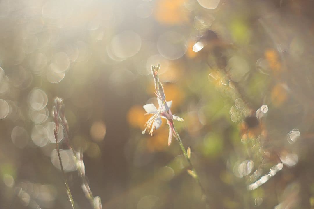 Super-Takumar 55mm F1.8 前期型 S/N：1121282