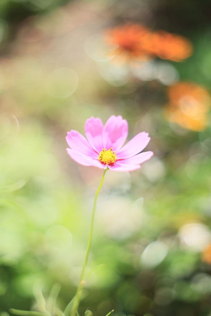 Super-Takumar 55mm F1.8 前期型 S/N：1121282