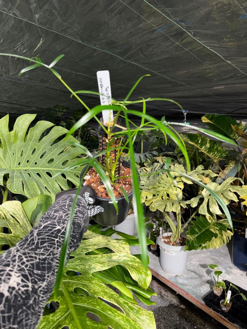 ハ*ク様 1 フィロデンドロン ポリポディオイデス　鉢モスポール付き