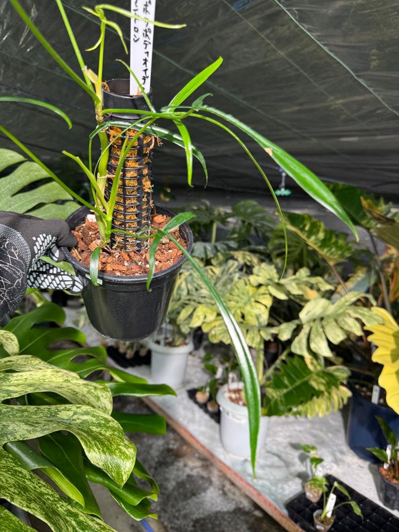 ハ*ク様 1 フィロデンドロン ポリポディオイデス　鉢モスポール付き
