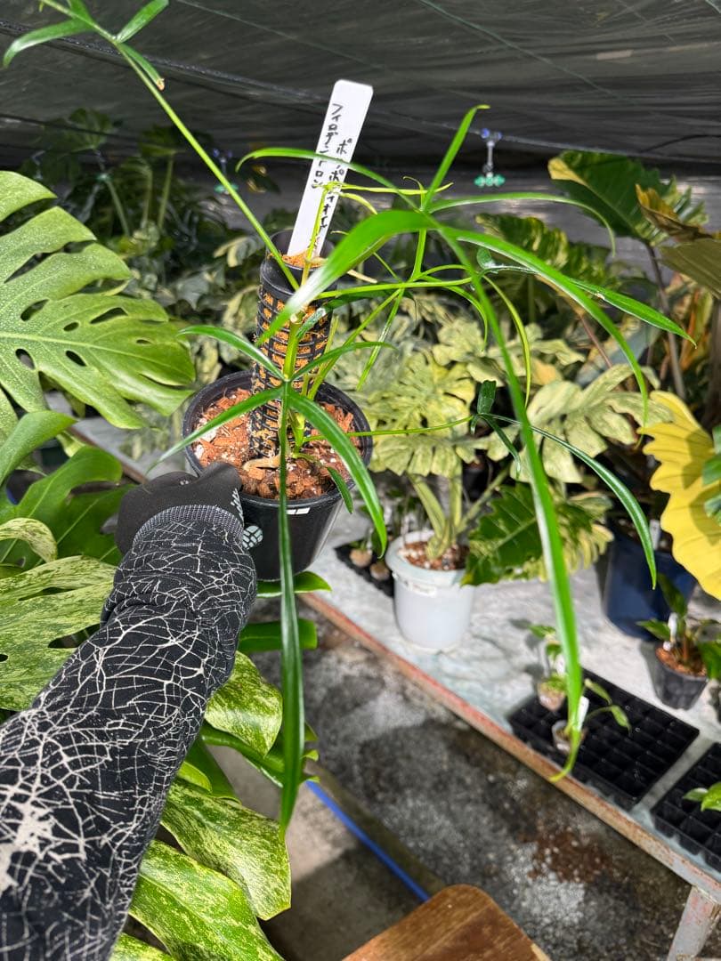 ハ*ク様 1 フィロデンドロン ポリポディオイデス　鉢モスポール付き