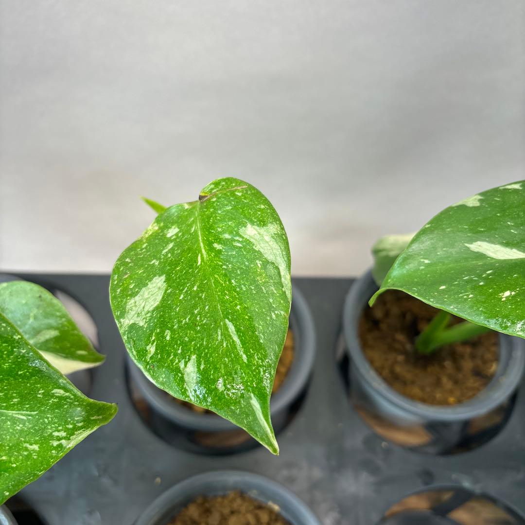 ち*え様 10株セットms53モンステラ・タイコンステレーション 斑入り