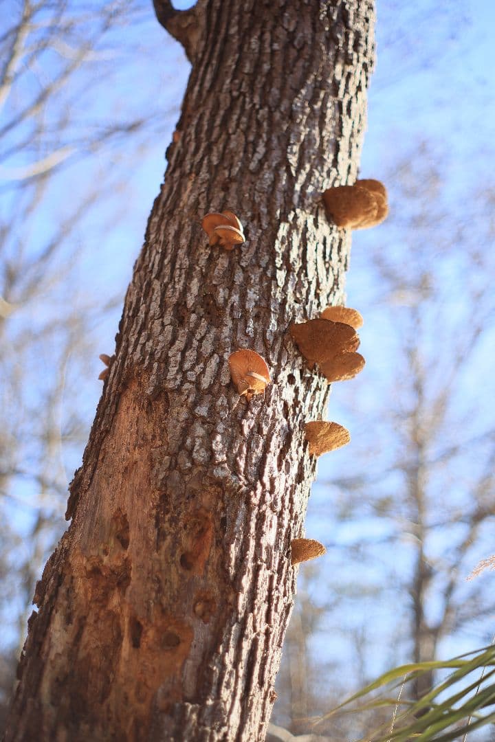 Super-Takumar 55mm F1.8 後期型 S/N：4053176