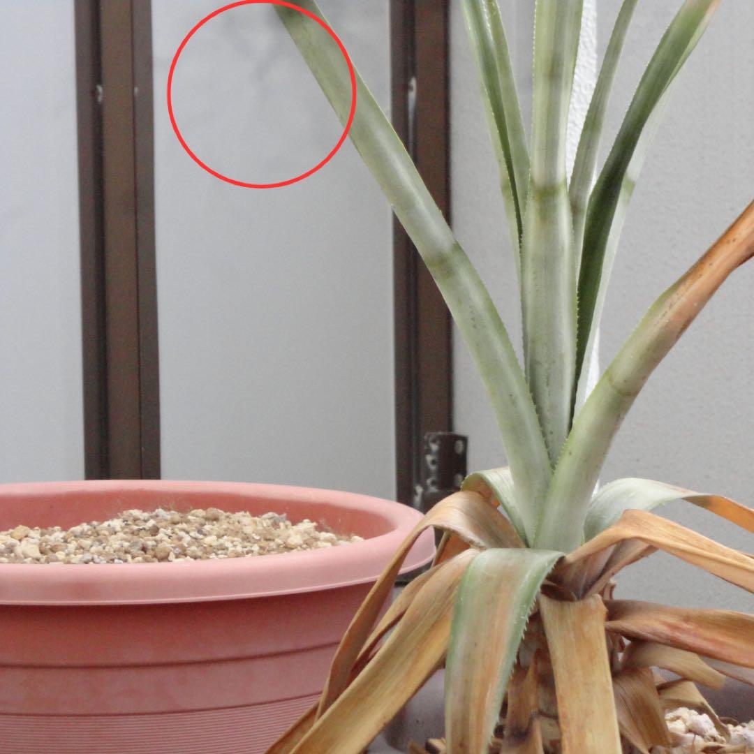 美品SONYソニーCyber-shot DSC-W570 バイオレット紫★動作品