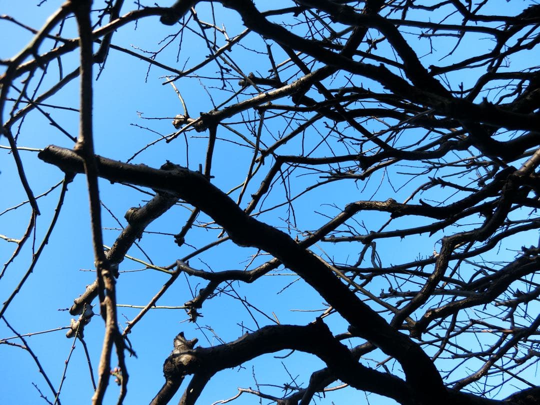 CASIO EXILIM EX-ZR60 ホワイト動作確認済