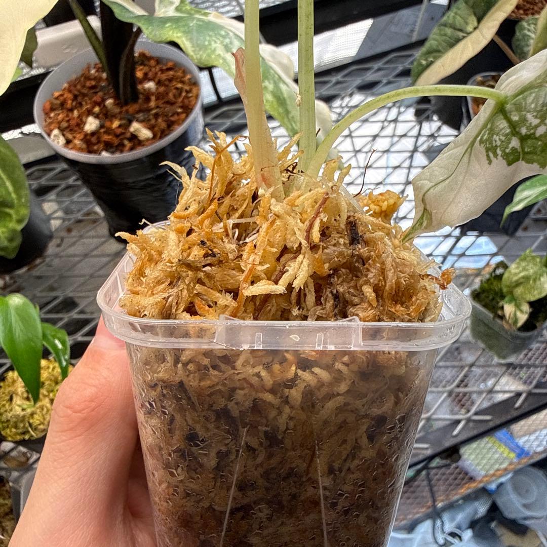 希少 アロカシア アズラニー ピンクアルボ