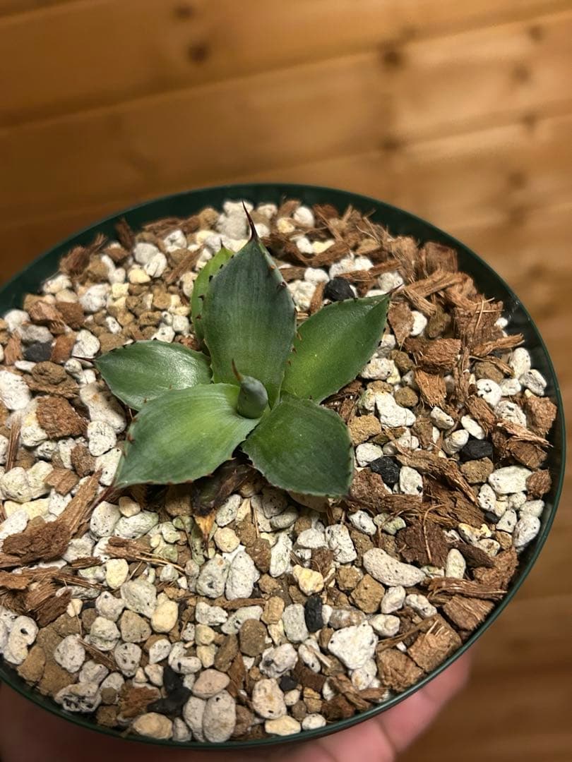 アガベ　パリー　トランカータ　mutant霜降り縞斑　コンパクトタイプ　カキコ