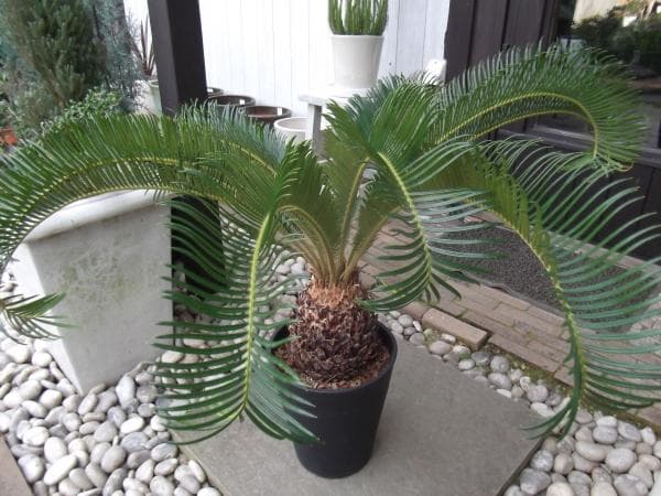 現物「蘇鉄（ソテツ）」８号　Cycas revoluta