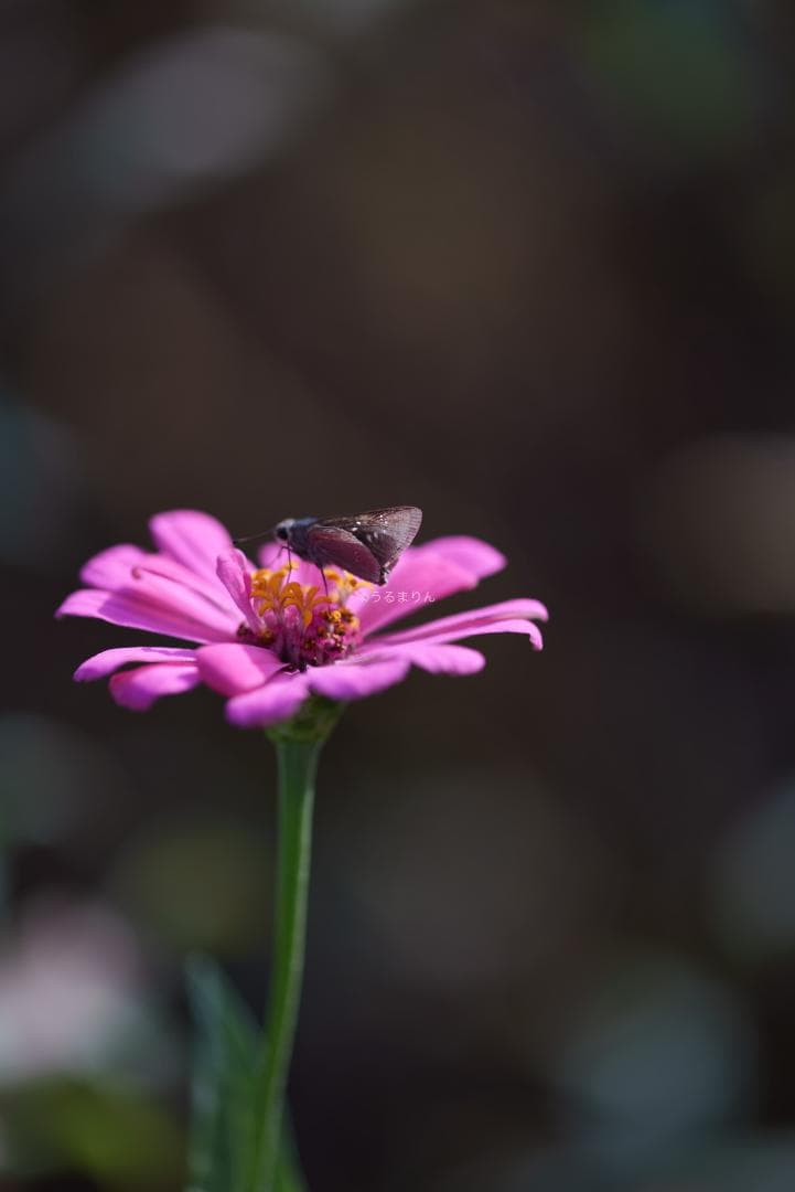 お買得品絶版マクロ！Zeiss Makro-Planar 100mm f2 ZF