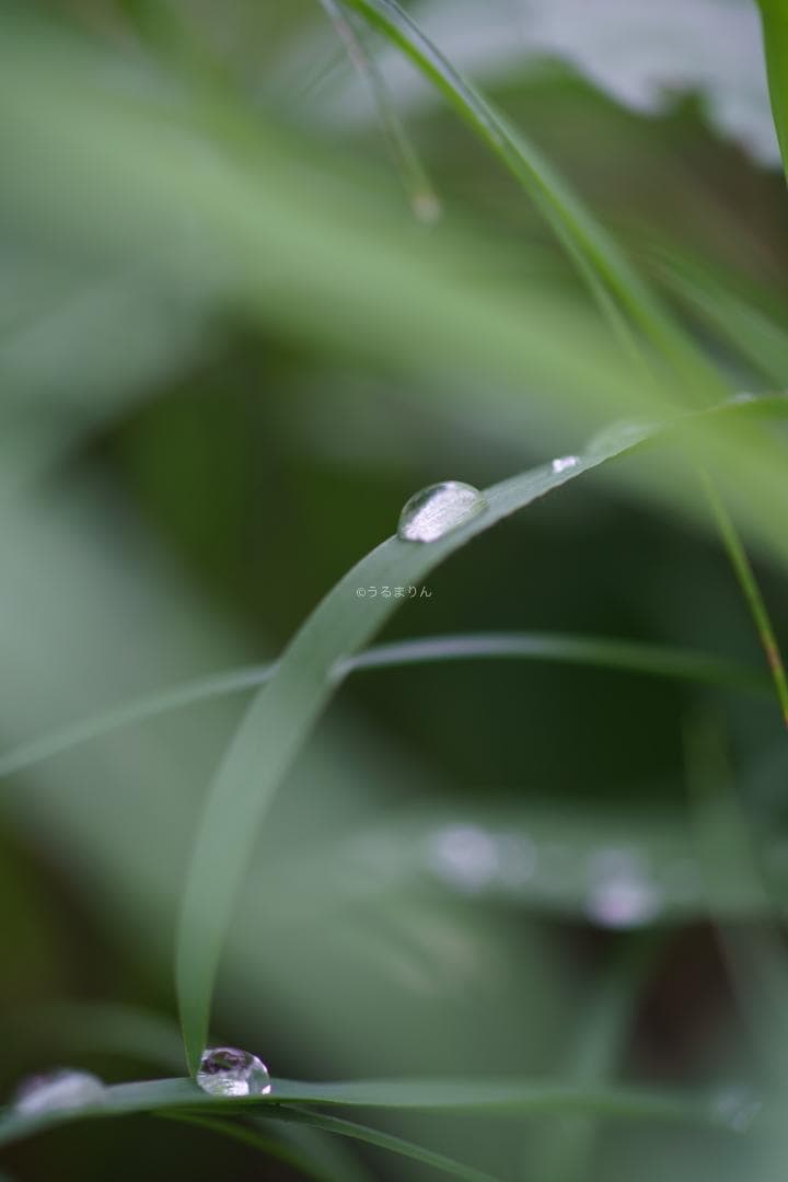 お買得品絶版マクロ！Zeiss Makro-Planar 100mm f2 ZF