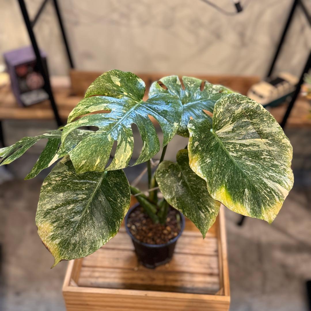 R*9様 1 モンステラ　デリシオーサ　‘グリーンスノー’ 訳あり　お手頃