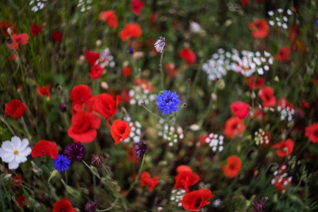 77　未使用　ぐるぐるボケレンズ　ヘリオス　44-2　M42アダプター付