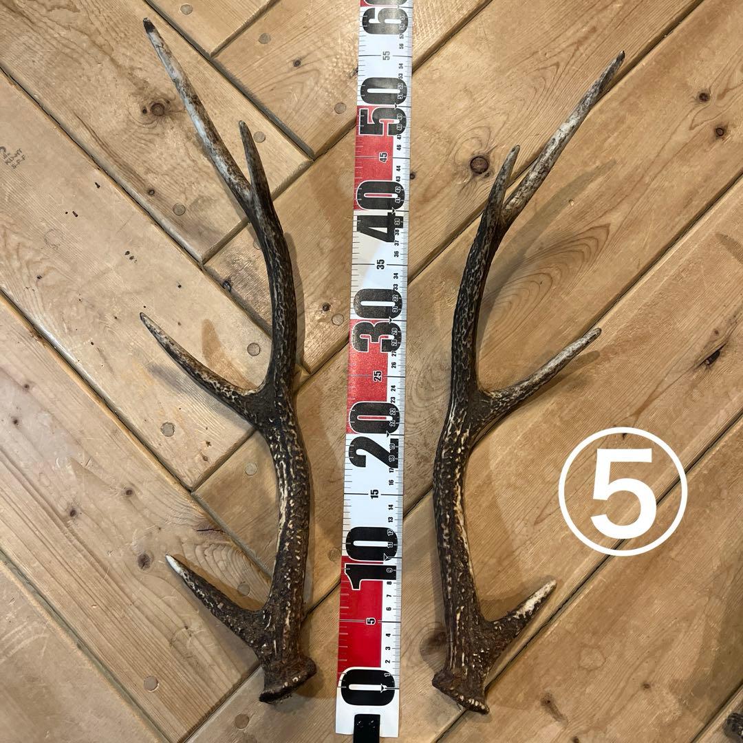 天然の鹿の角　7本