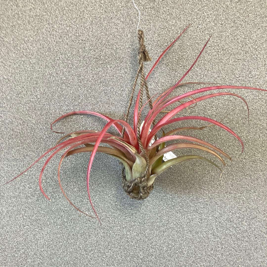 超希少❗️交配種❗️エアプランツ　チランジア　ラブノット✨