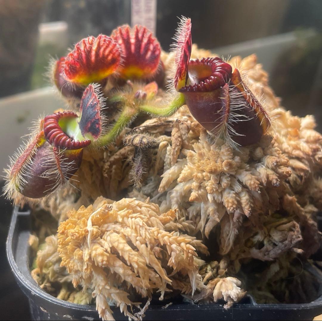 セファロタス・フォリキュラリス　「エデンブラック」CZP 株分け苗