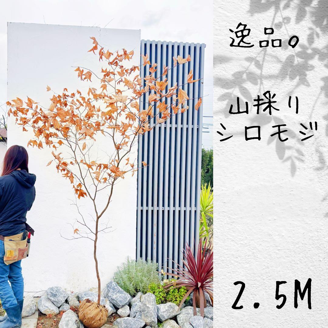 逸品。山採りシロモジ2.5M(鉢底から)