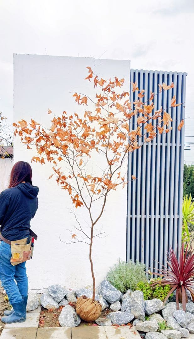 逸品。山採りシロモジ2.5M(鉢底から)