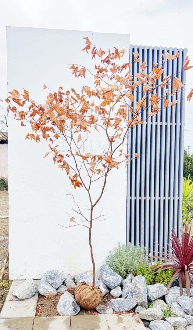 逸品。山採りシロモジ2.5M(鉢底から)