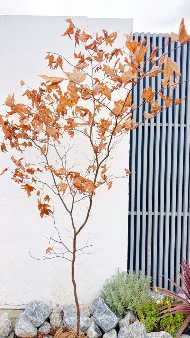 逸品。山採りシロモジ2.5M(鉢底から)