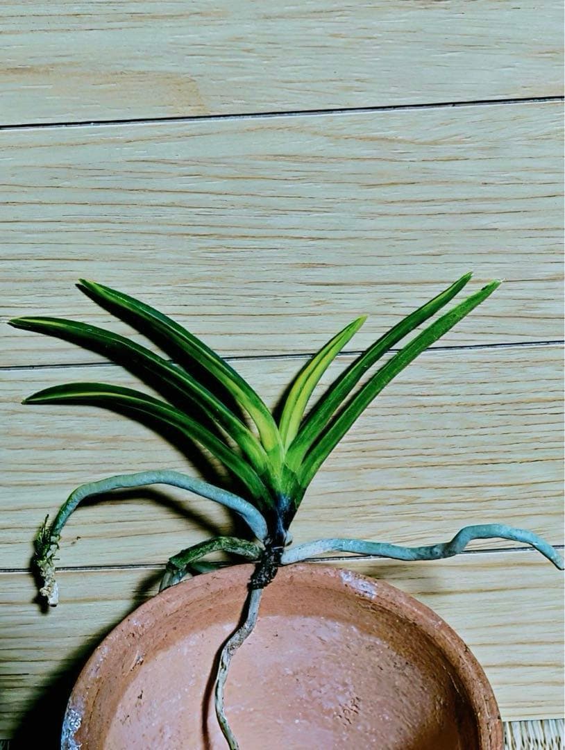 富貴蘭「白牡丹」五部柄