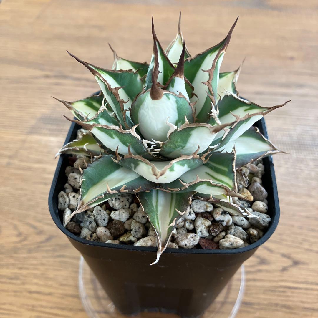 D*様 【初売りオークション】32 特大　太斑　アガベ　チタノタ　太陽神錦　白中