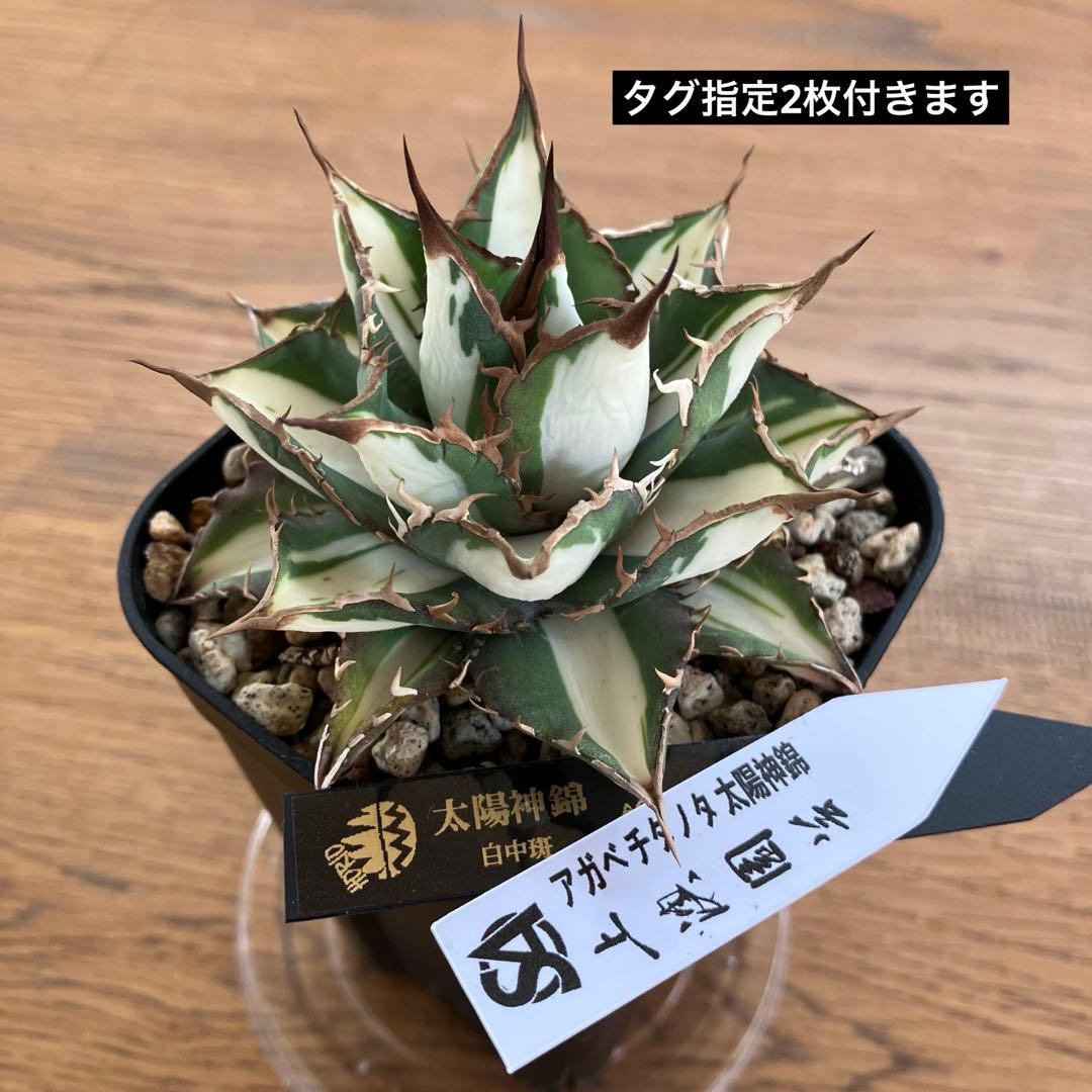D*様 【初売りオークション】32 特大　太斑　アガベ　チタノタ　太陽神錦　白中
