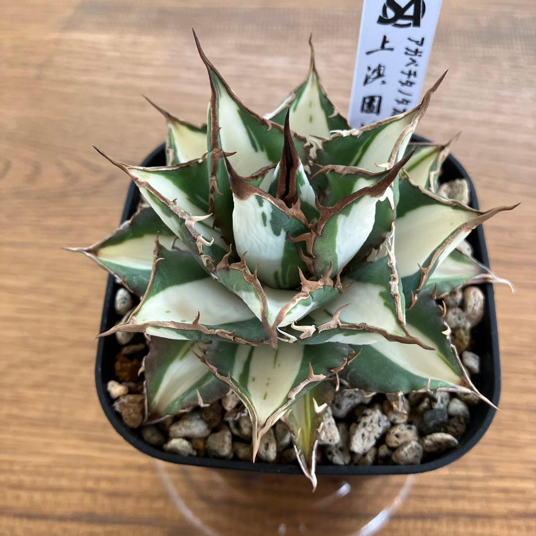 D*様 【初売りオークション】32 特大　太斑　アガベ　チタノタ　太陽神錦　白中