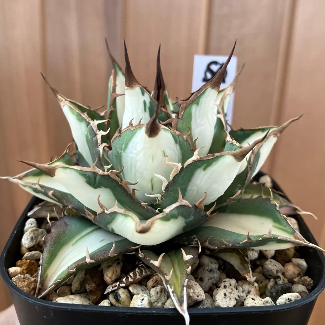 D*様 【初売りオークション】32 特大　太斑　アガベ　チタノタ　太陽神錦　白中