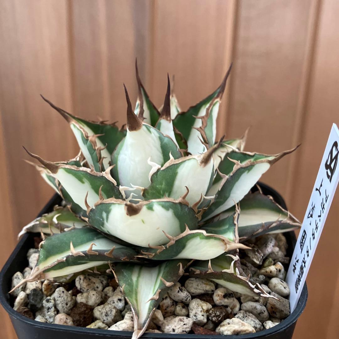 D*様 【初売りオークション】32 特大　太斑　アガベ　チタノタ　太陽神錦　白中