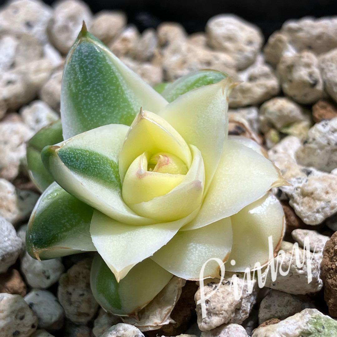 彪*丸様 【初売りオークション】74 アガベ　王妃笹の雪A型　ピンキー　変わり斑