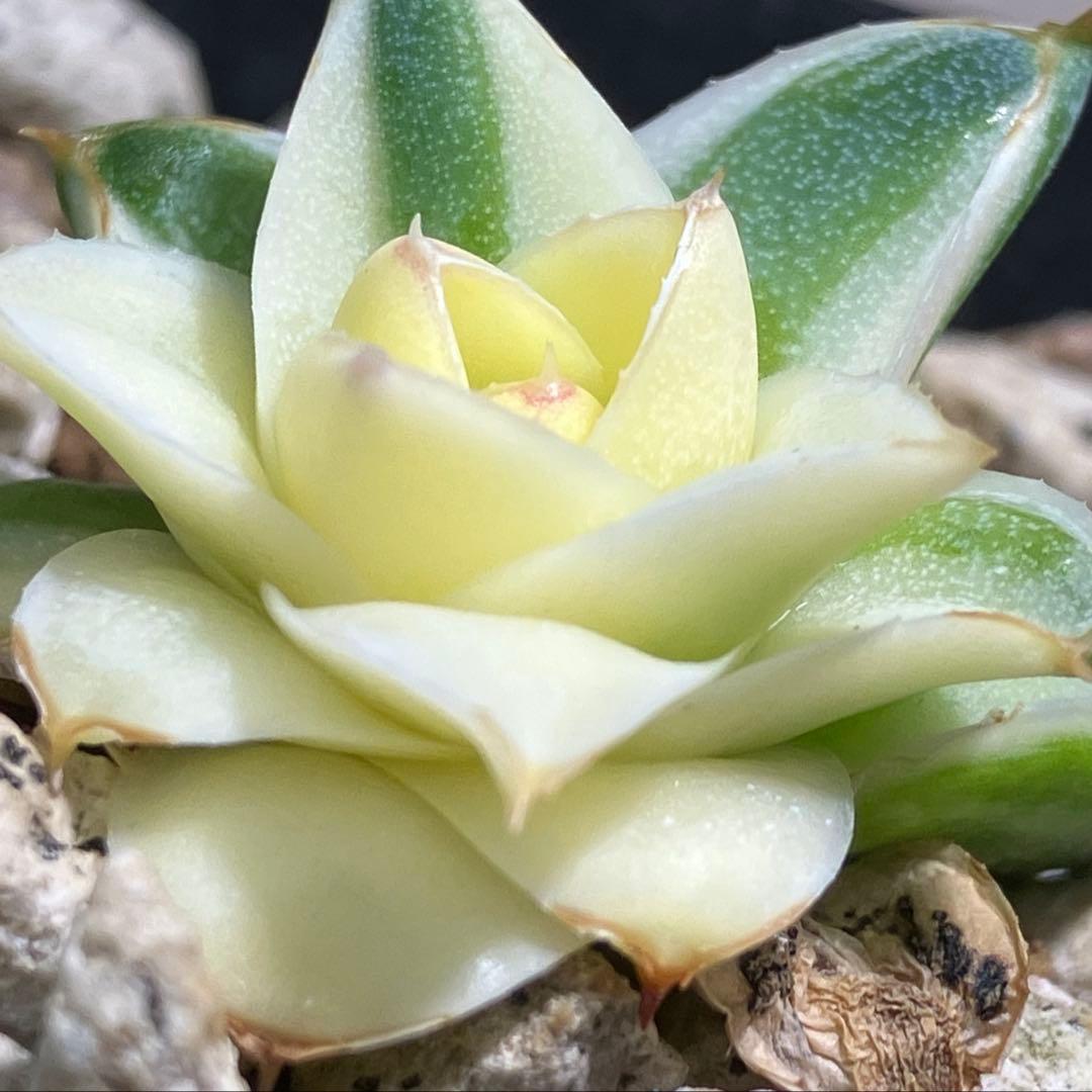 彪*丸様 【初売りオークション】74 アガベ　王妃笹の雪A型　ピンキー　変わり斑