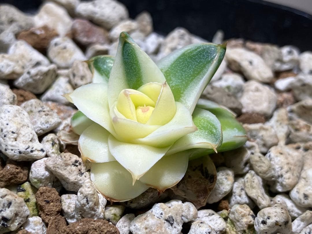 彪*丸様 【初売りオークション】74 アガベ　王妃笹の雪A型　ピンキー　変わり斑