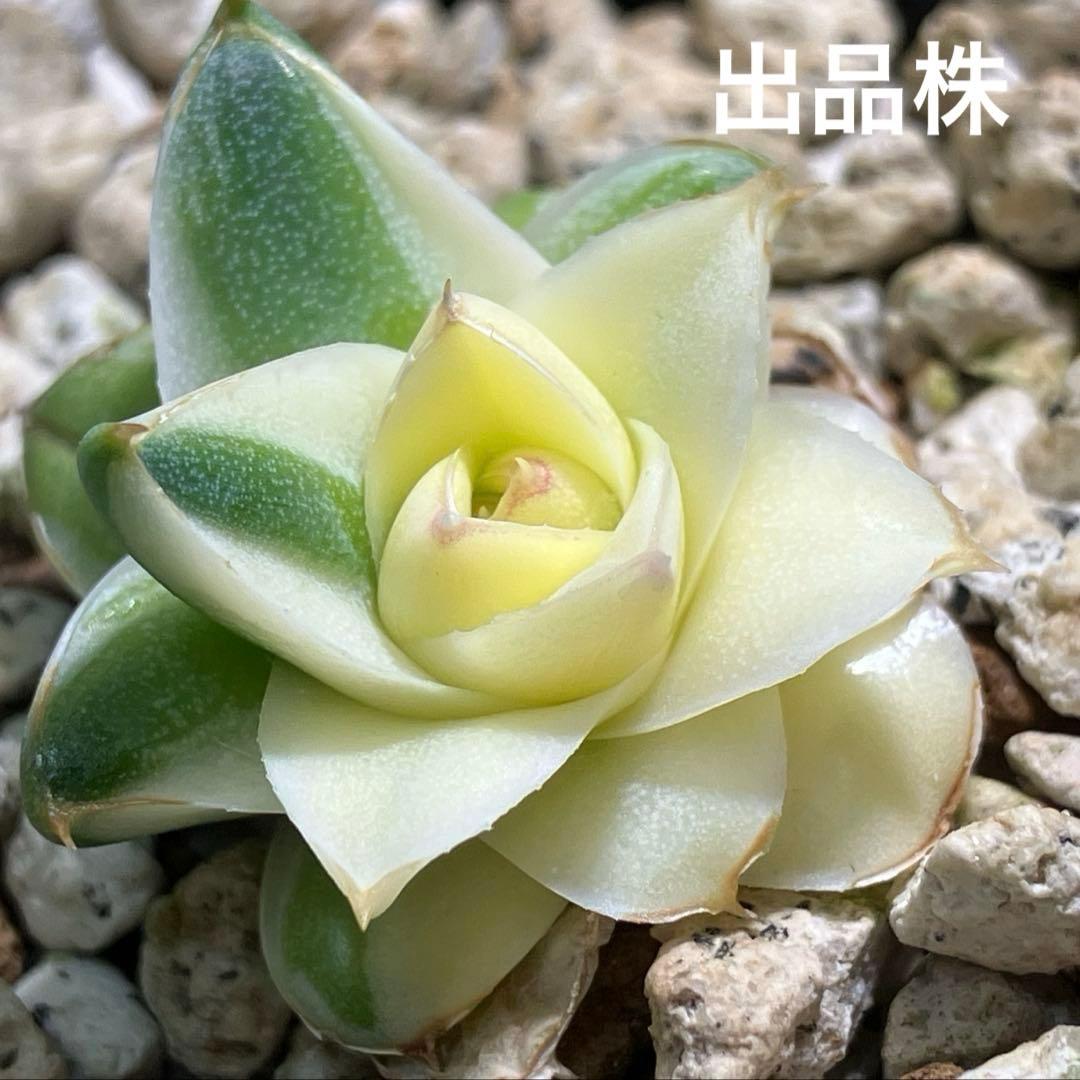 彪*丸様 【初売りオークション】74 アガベ　王妃笹の雪A型　ピンキー　変わり斑